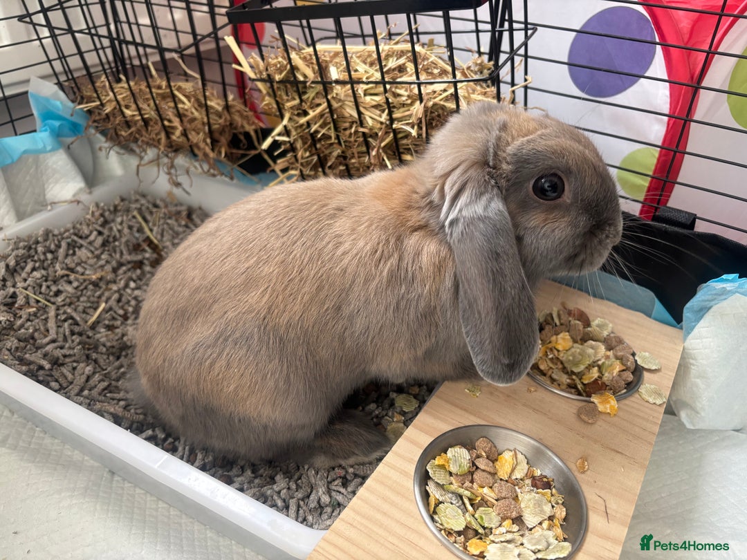Mini Lop rabbits for sale: Adorable Mini Lop Bunny (vaccinated) - Image 1