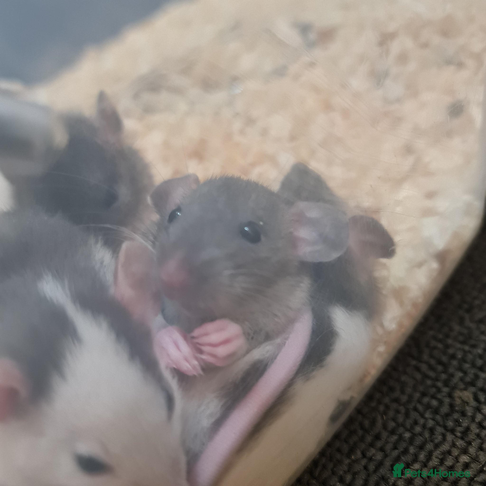 Rat rodents Baby rats looking for forever loved home  - Advert 1