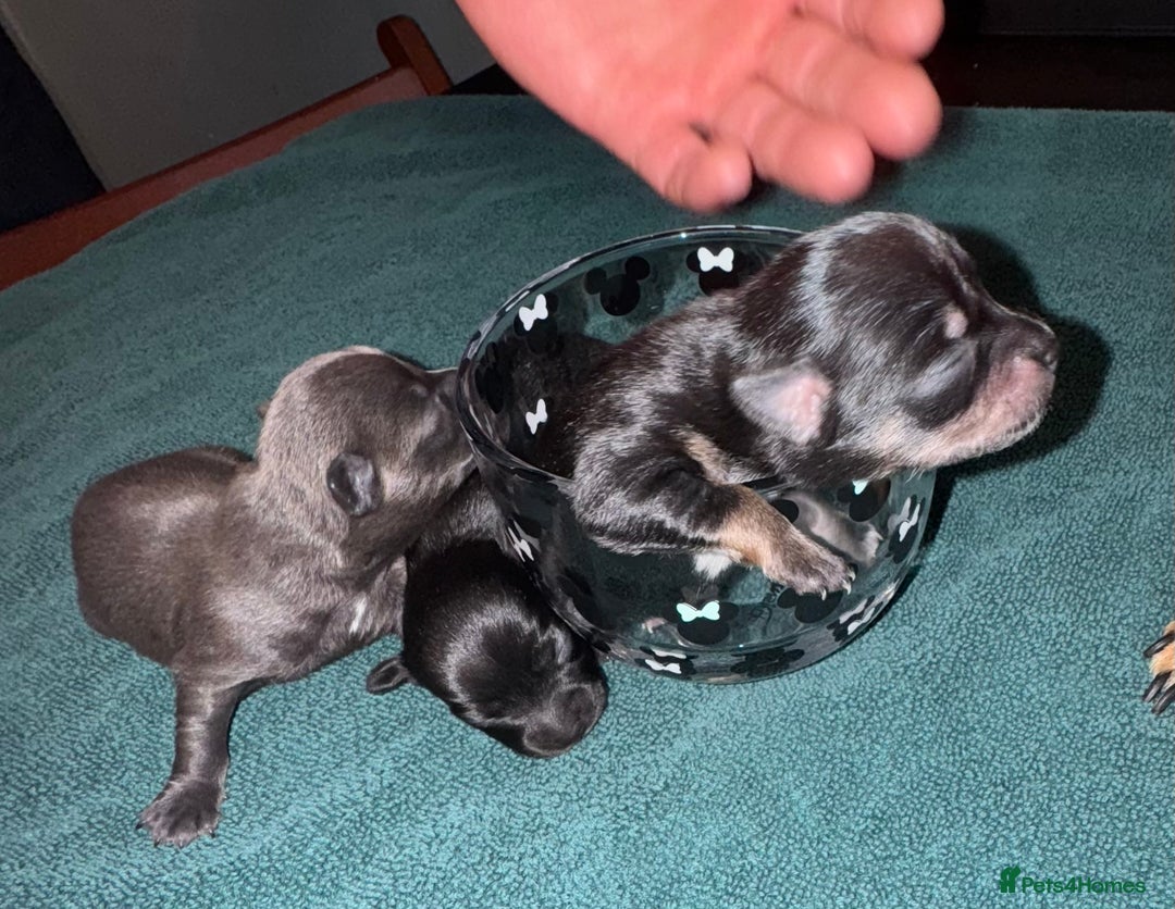 Chihuahua dogs for sale: 2 male 1 female tiny chihuahua  - Image 5