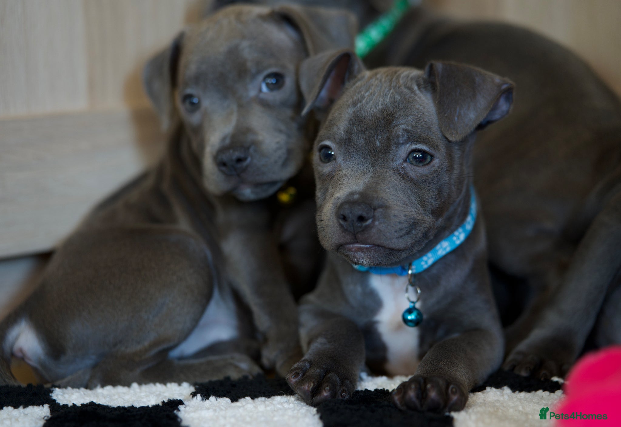 Staffordshire Bull Terrier dogs Staffordshire bull terrier puppies 🥰 - Advert 1