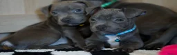 Staffordshire Bull Terrier dogs for sale: Staffordshire bull terrier puppies 🥰 - Advert 1