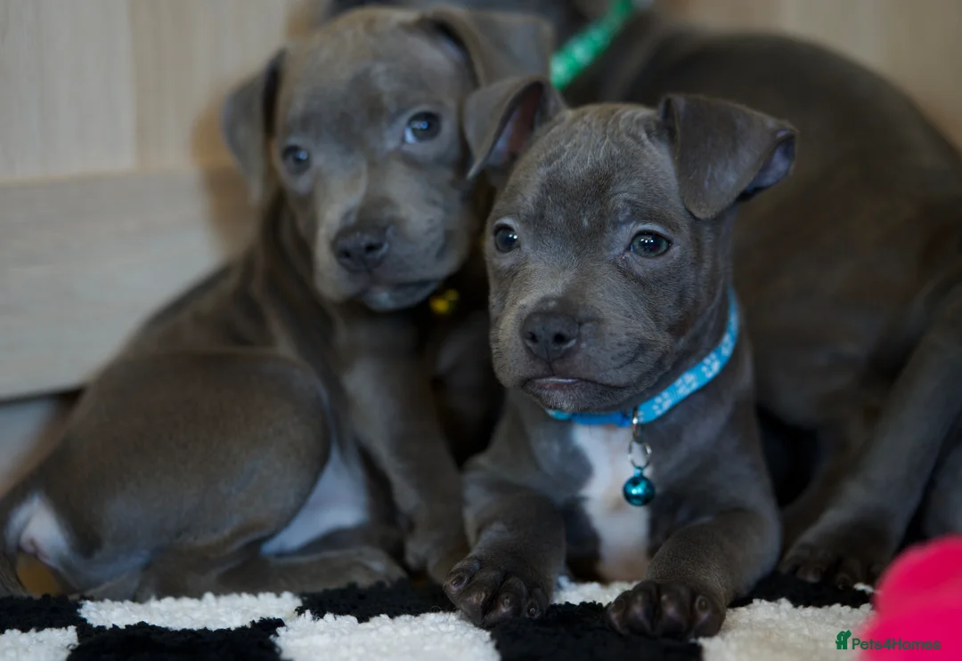 Staffordshire Bull Terrier dogs for sale: Staffordshire bull terrier puppies 🥰 - Advert 1