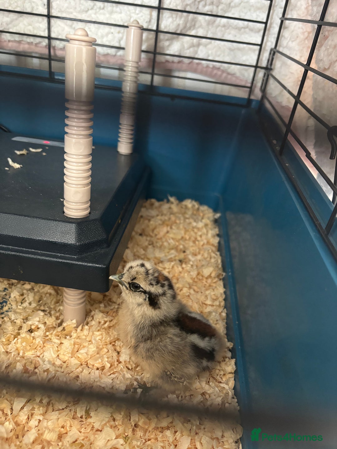 Chickens poultry for sale: Silkie chicks  - Advert 2