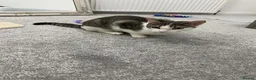 Mixed Breed cats for sale: Rehoming Luna - Advert 3