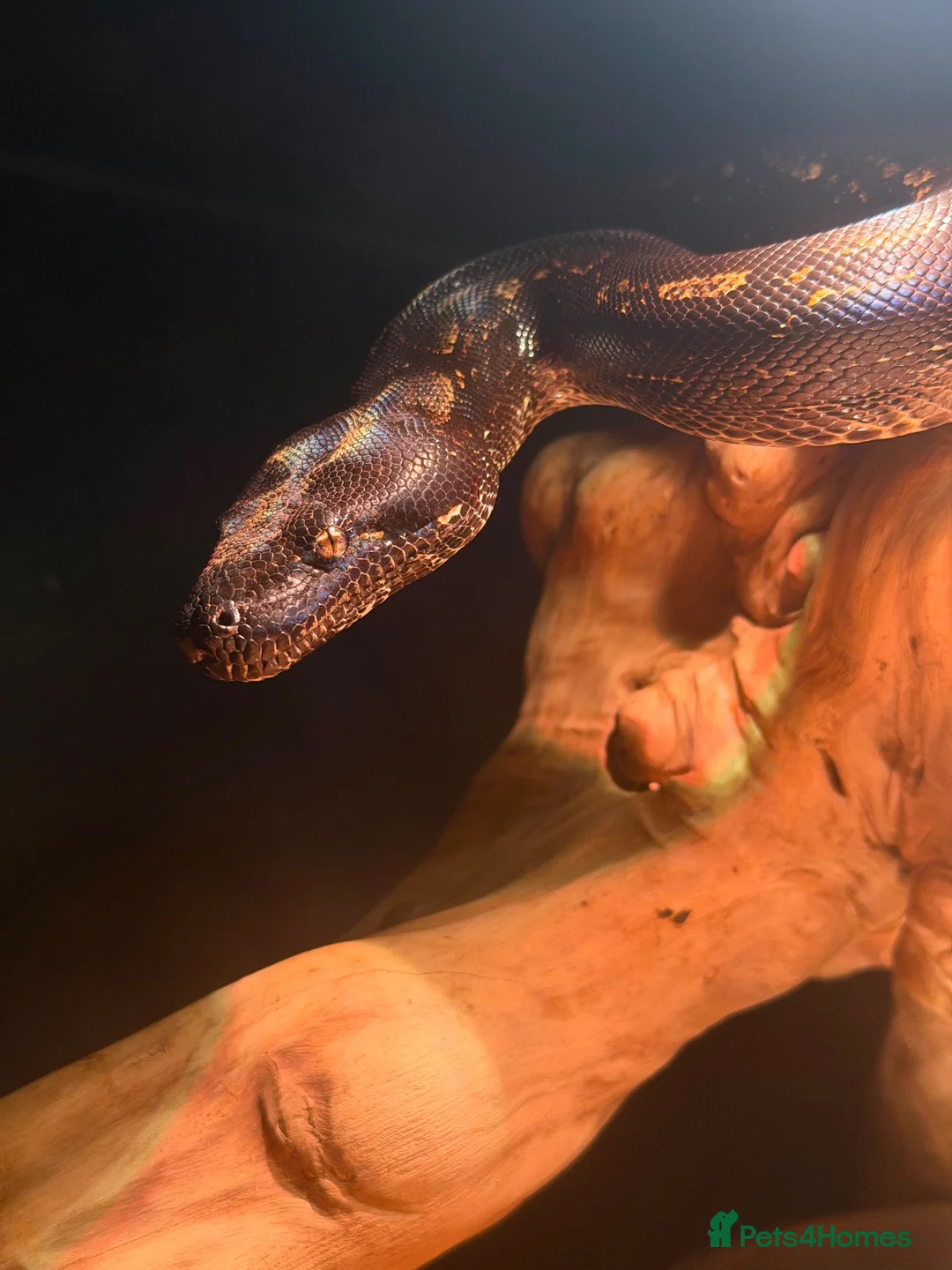 Boa Snake reptiles for sale: AZTEC IMG - Advert 4