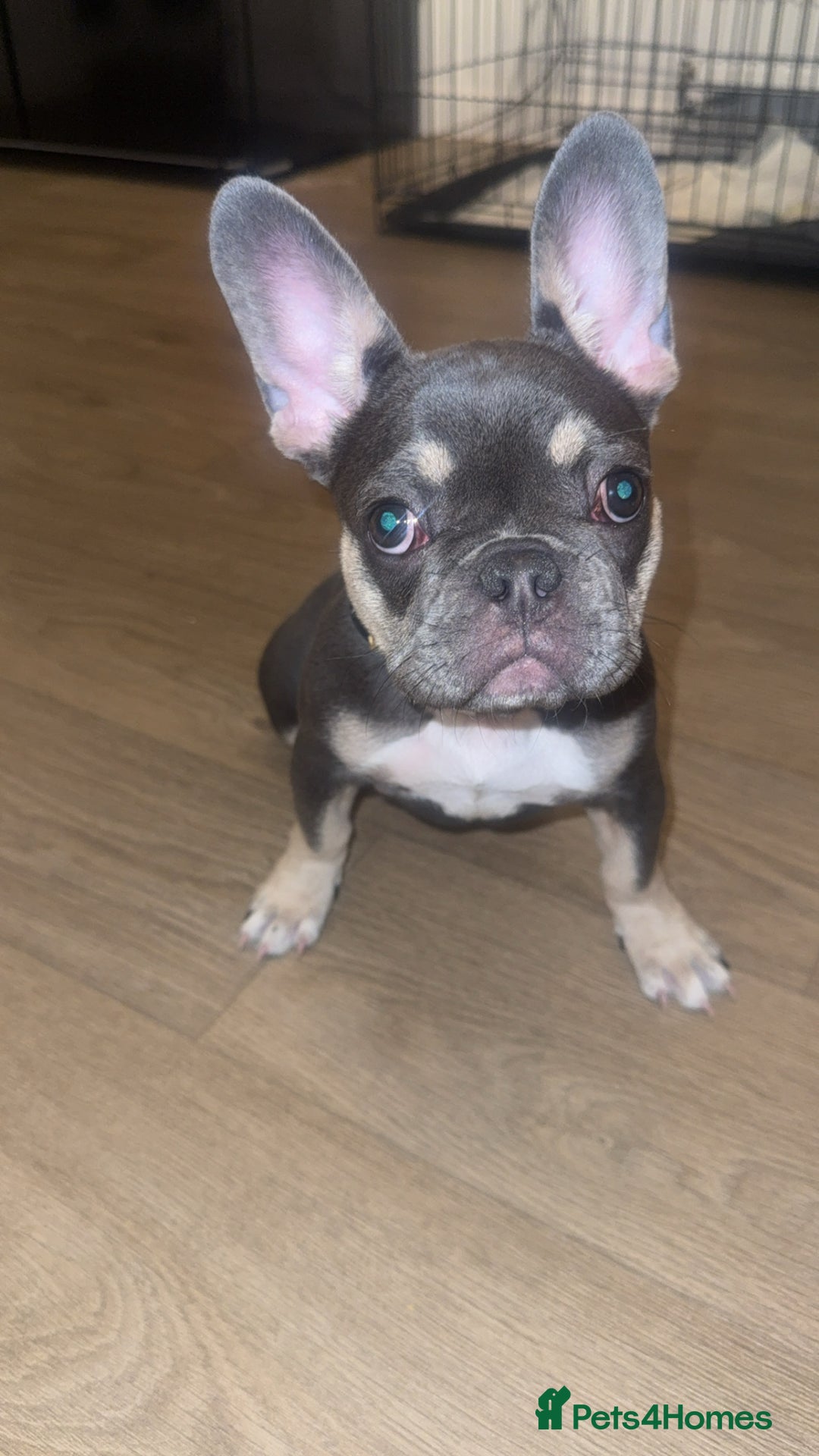 French Bulldog dogs for sale: Beau the frenchie - Image 3