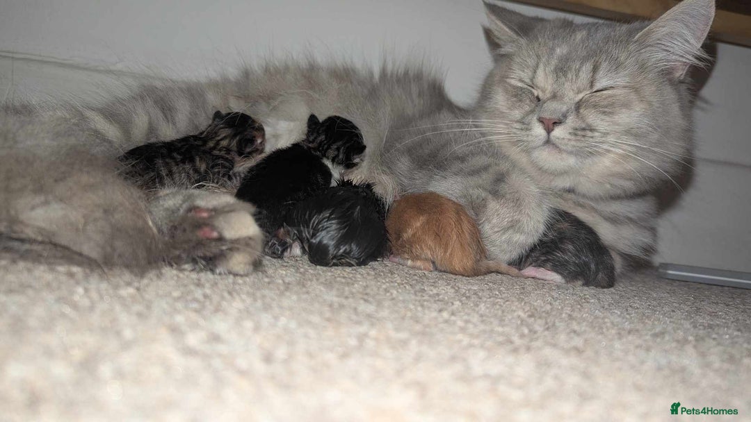 British Longhair cats for sale: 4 Longhaired British mix Kittens  - Image 1