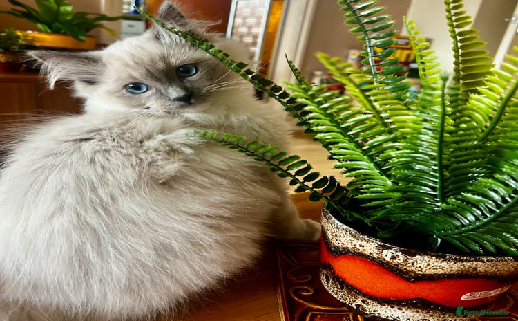 Ragdoll cats - Advert 9