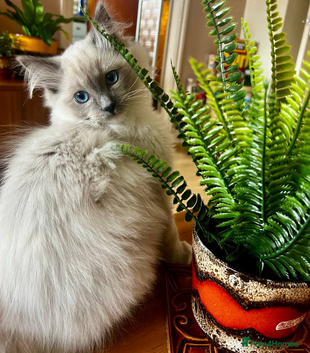 Ragdoll cats for sale: Pedigree Ragdoll Kittens seeking loving homes 🧡 - Image 1