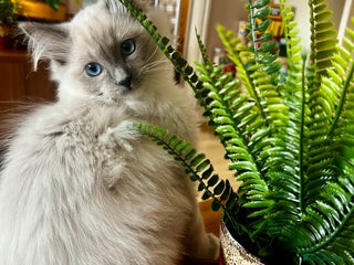 Ragdoll cats - Advert 28