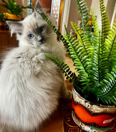 Ragdoll cats - Advert 3