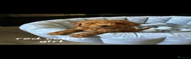 Cockapoo 2