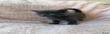 Mixed Breed 1