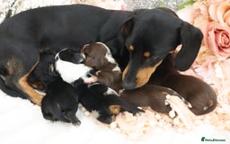 Miniature Dachshund dogs for sale: KC Miniature Dachshund Puppies - Image 32