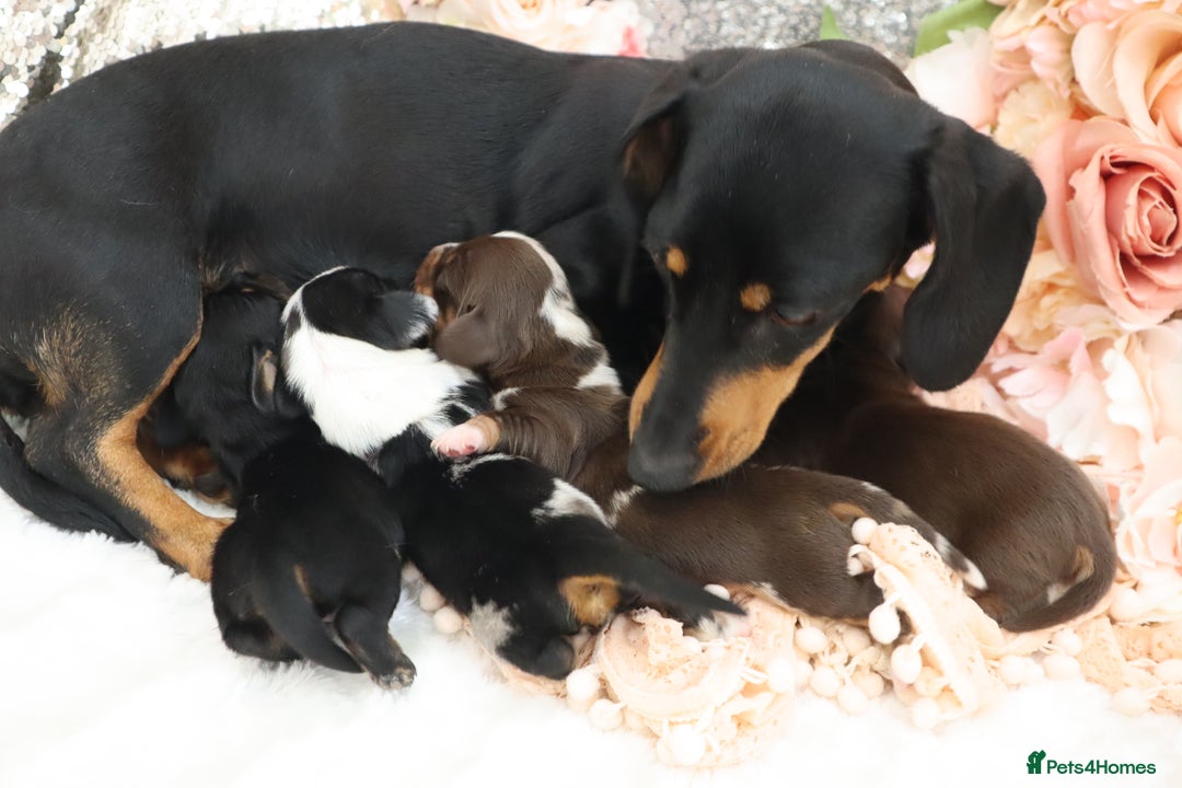 Miniature Dachshund dogs for sale: KC Miniature Dachshund Puppies - Image 32