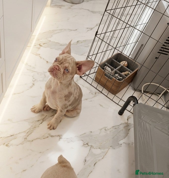 French Bulldog dogs ​🐾 Exceptional 12-Week-Old French Bulldog Boys!🐾 - Advert 2