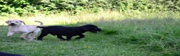 Labrador Retriever dogs for sale: 4 KC Registered Labrador Dog pups - Advert 11