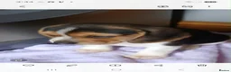 Beagle dogs for sale: Beagle puppies  - Advert 19