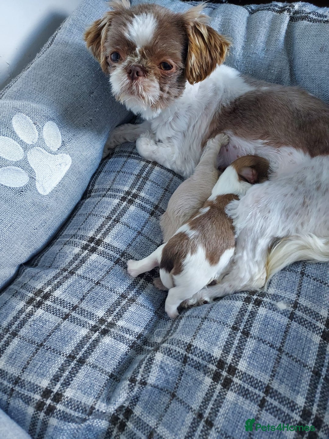 Shih Tzu dogs for sale: Tiny miniature shihtzu  - Image 2
