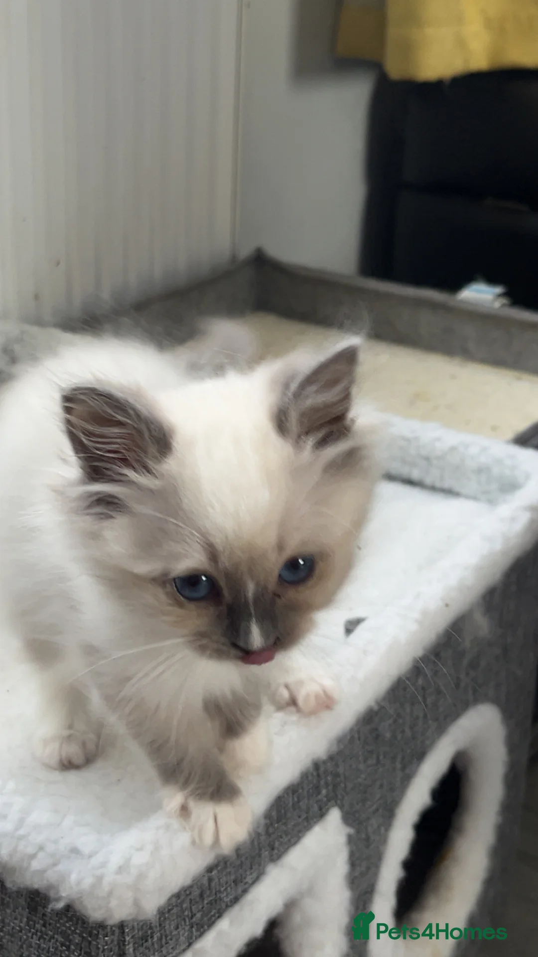 Ragdoll cats for sale: Blue mitted female ragdoll kitten  - Advert 3
