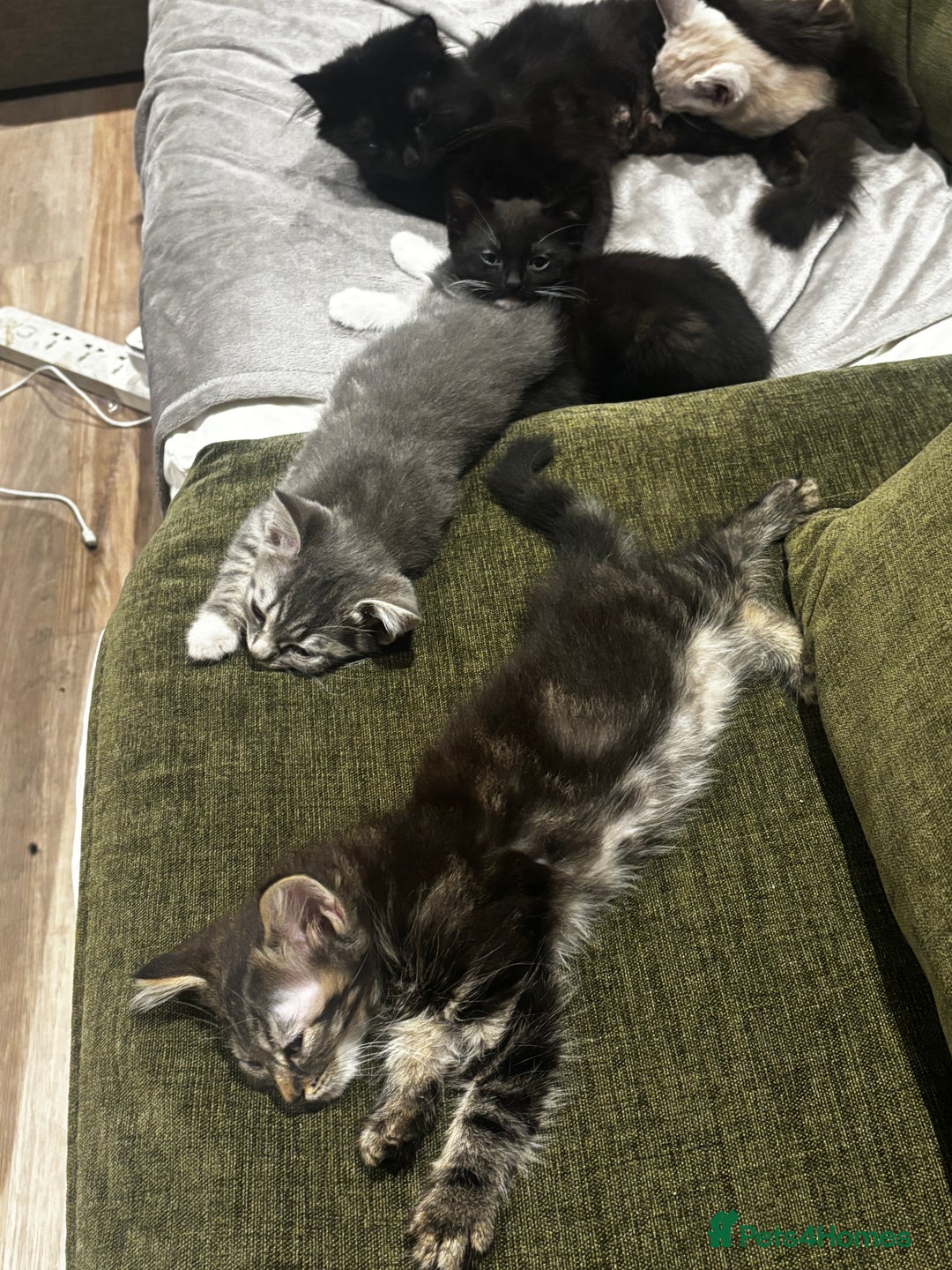 British Shorthair cats for sale: Charming British Shorthair-Siberian Mix kitten - Image 8