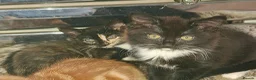 Mixed Breed cats for sale: Beautiful mixed kittens - Advert 12