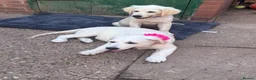 Golden Retriever dogs for sale: ❤️❤️❤️ Beautiful KC Golden Retriever puppies❤️❤️❤️ - Advert 11