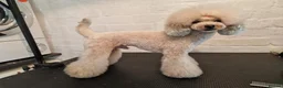 Toy Poodle dogs for sale: Stunning KC Reg Toy Poodle Puppies 1 boy left in Llangefni - Advert 8