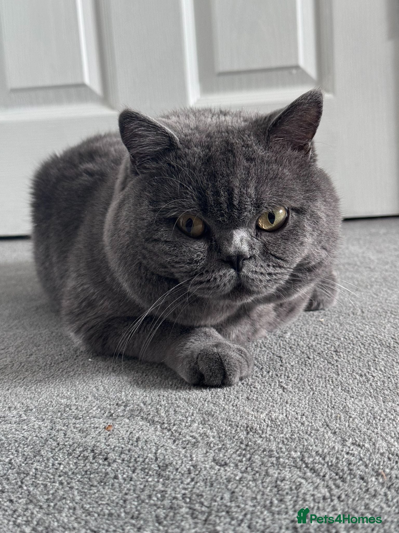 British Shorthair cats Stunning British Shorthair Stud, GCCF registered - Advert 4