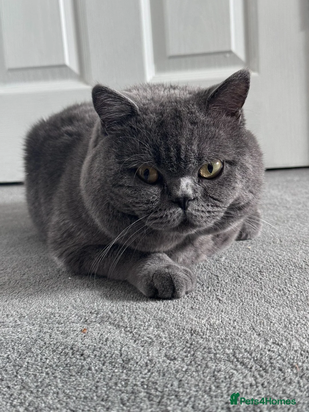 British Shorthair cats for stud: Stunning British Shorthair Stud, GCCF registered - Advert 1