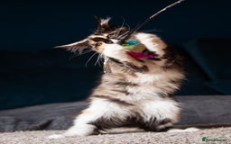Maine Coon cats for sale: Pedigree Maine Coon Kittens (TICA) - Image 38