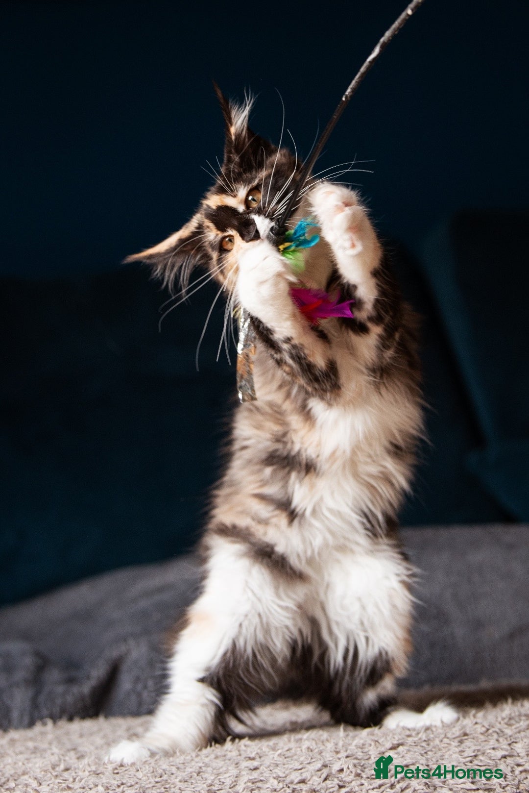 Maine Coon cats for sale: Pedigree Maine Coon Kittens (TICA) - Image 38