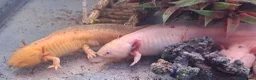 Axolotl reptiles for sale: Baby axolotls - Advert 19