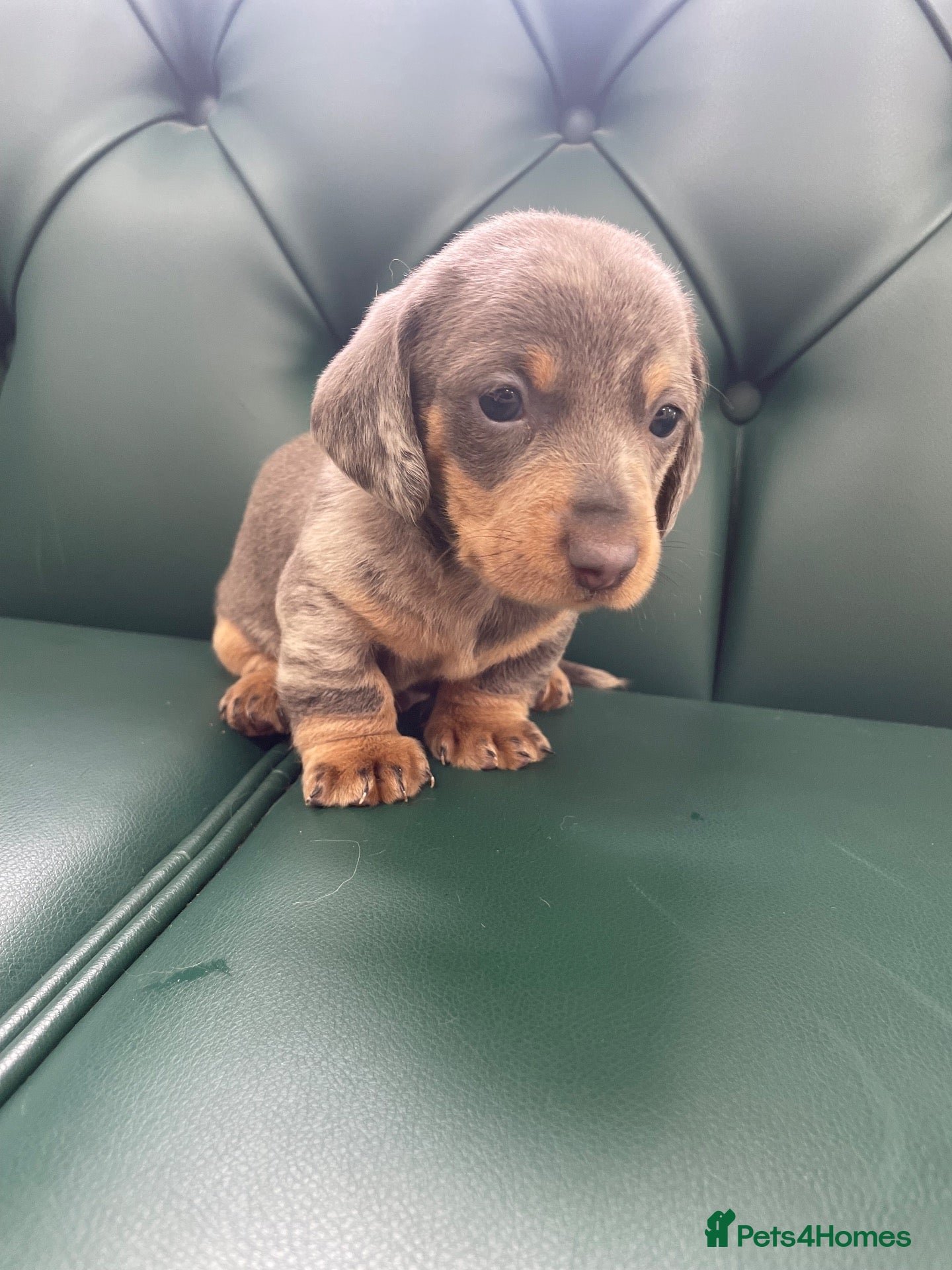 Miniature Dachshund dogs 5⭐️Licensed. PRA clear mini daxis - Advert 1