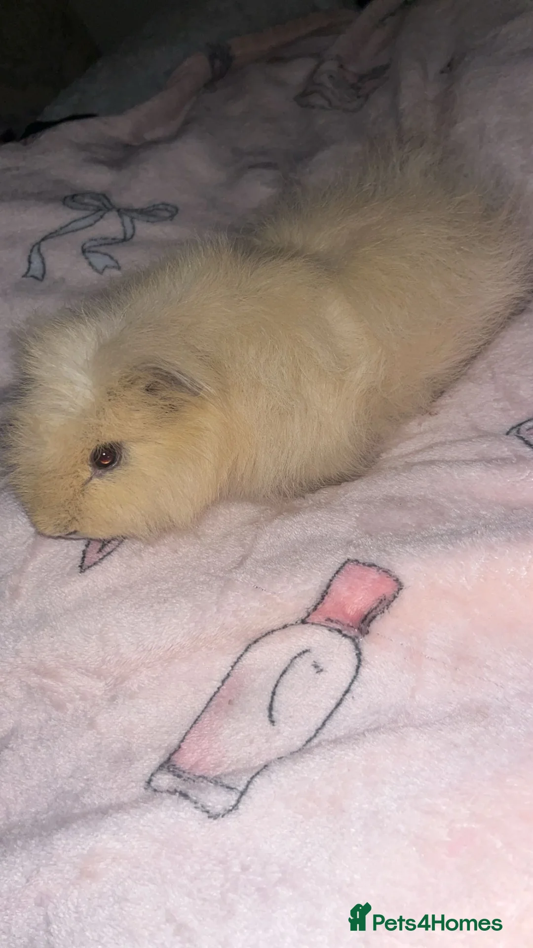 Guinea Pig rodents for sale: Guinea pig brothers looking for forever home in Tillicoultry - Advert 2