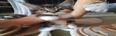 Maine Coon Kitten 5