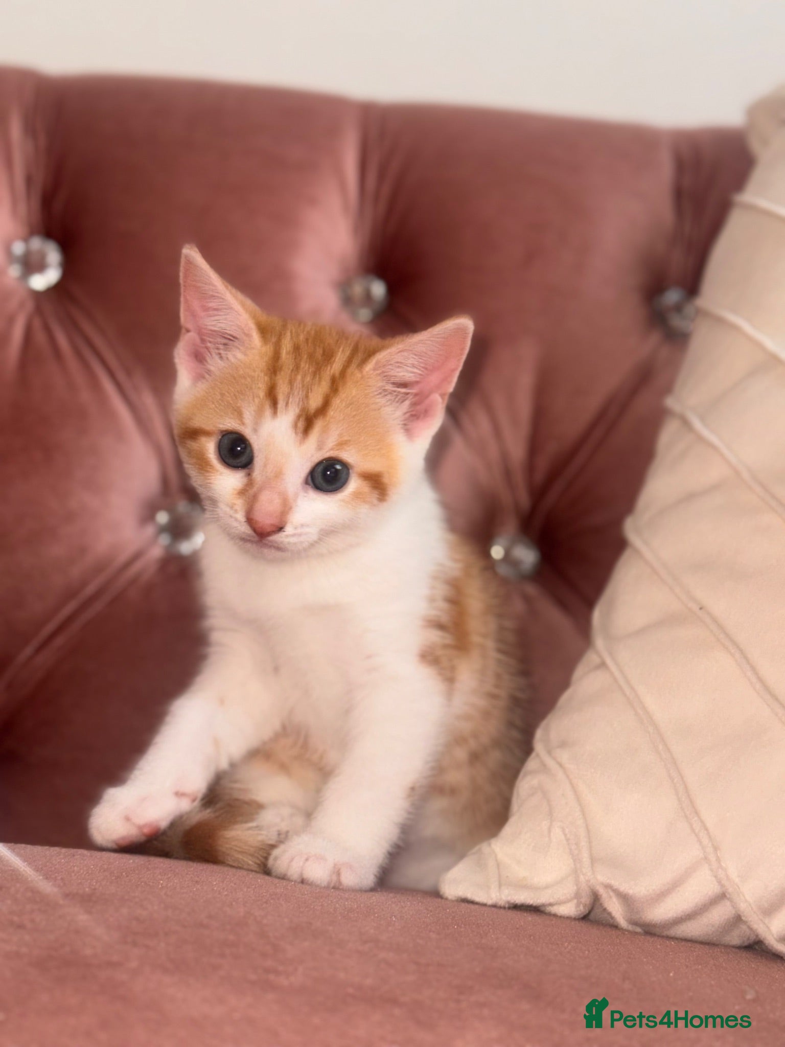 Mixed Breed cats Kittens easy to go  - Advert 1
