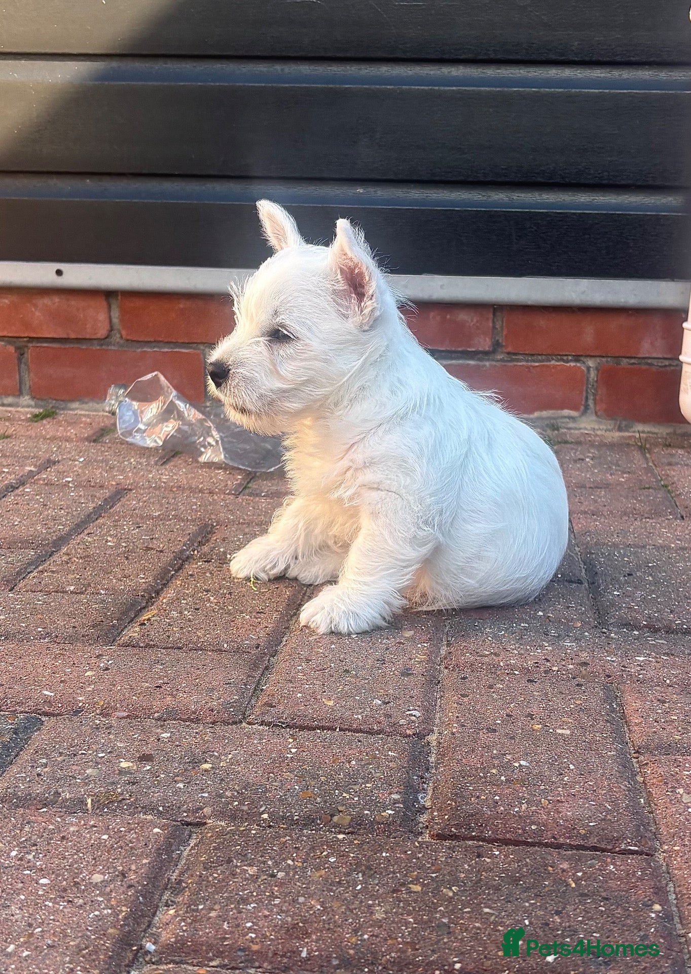 West Highland Terrier dogs West highland white terrier puppies  - Advert 2
