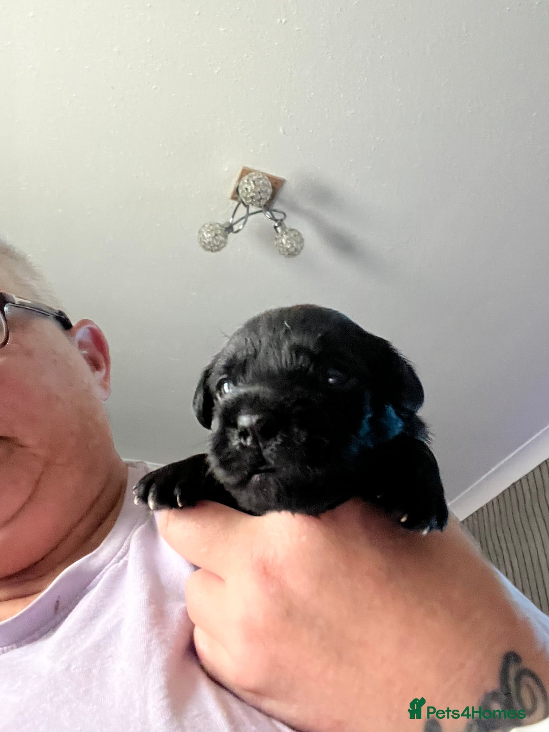 Patterjack dogs for sale: Gorgeous/ Patterjack x Patterdale pups ♥️ - Image 10
