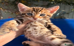 Keetso cats for sale: Stunning golden keetsos  - Image 1