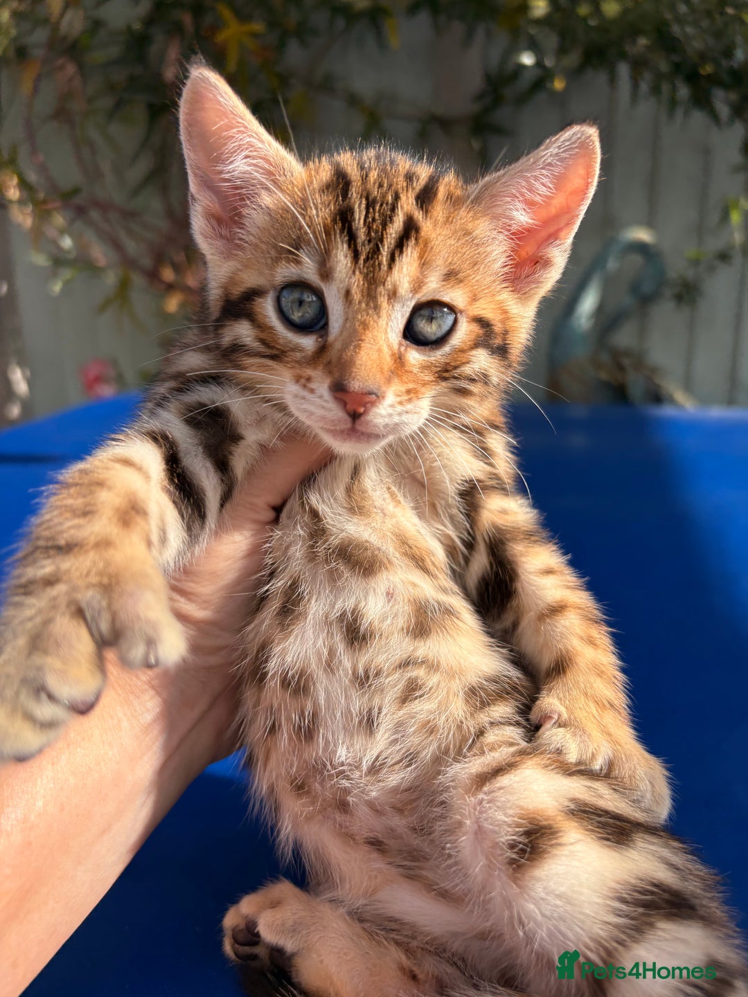 Keetso cats for sale: Stunning golden keetsos  - Image 1