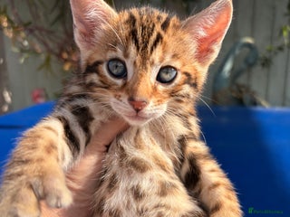 Keetso cats - Advert 4