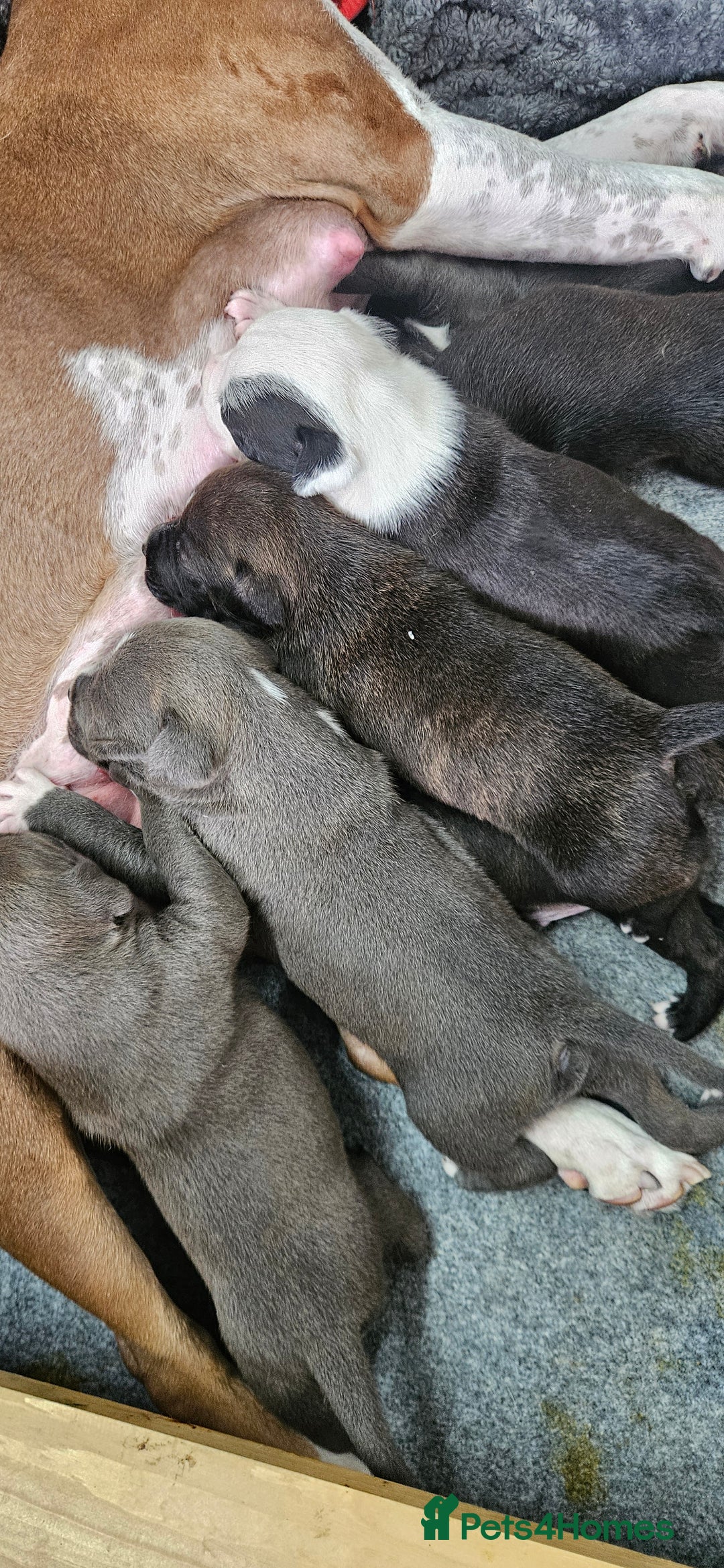 Mixed Breed dogs for sale: Mix Staffy puppies  - Image 22