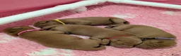 Labrador Retriever dogs for sale: Dark Fox Red Labrador Puppies  - Advert 6