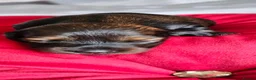 Miniature Dachshund dogs for sale:  MAGNIFICENT RED SHADED, Exceptional Pigmentation  in Wisbech - Advert 6
