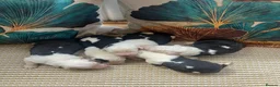 Old English Sheepdog dogs for sale: Kc Registered Old English Sheepdogs  - Advert 7