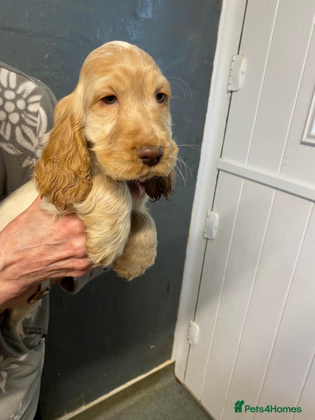 Cocker Spaniel dogs for sale: Cocker Spaniel Puppies For Sale - Advert 5