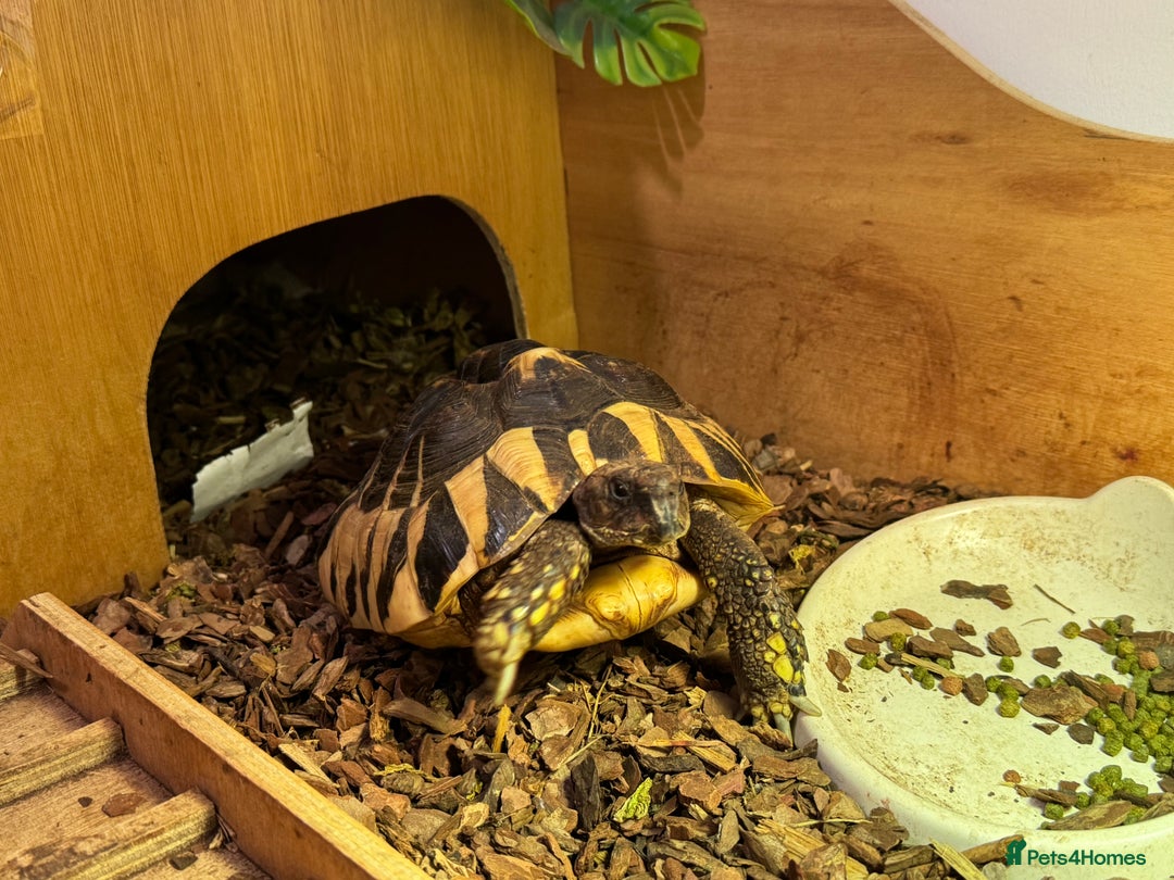 Hermann Tortoise reptiles for sale: Hermann tortoise 5 yo - Image 3