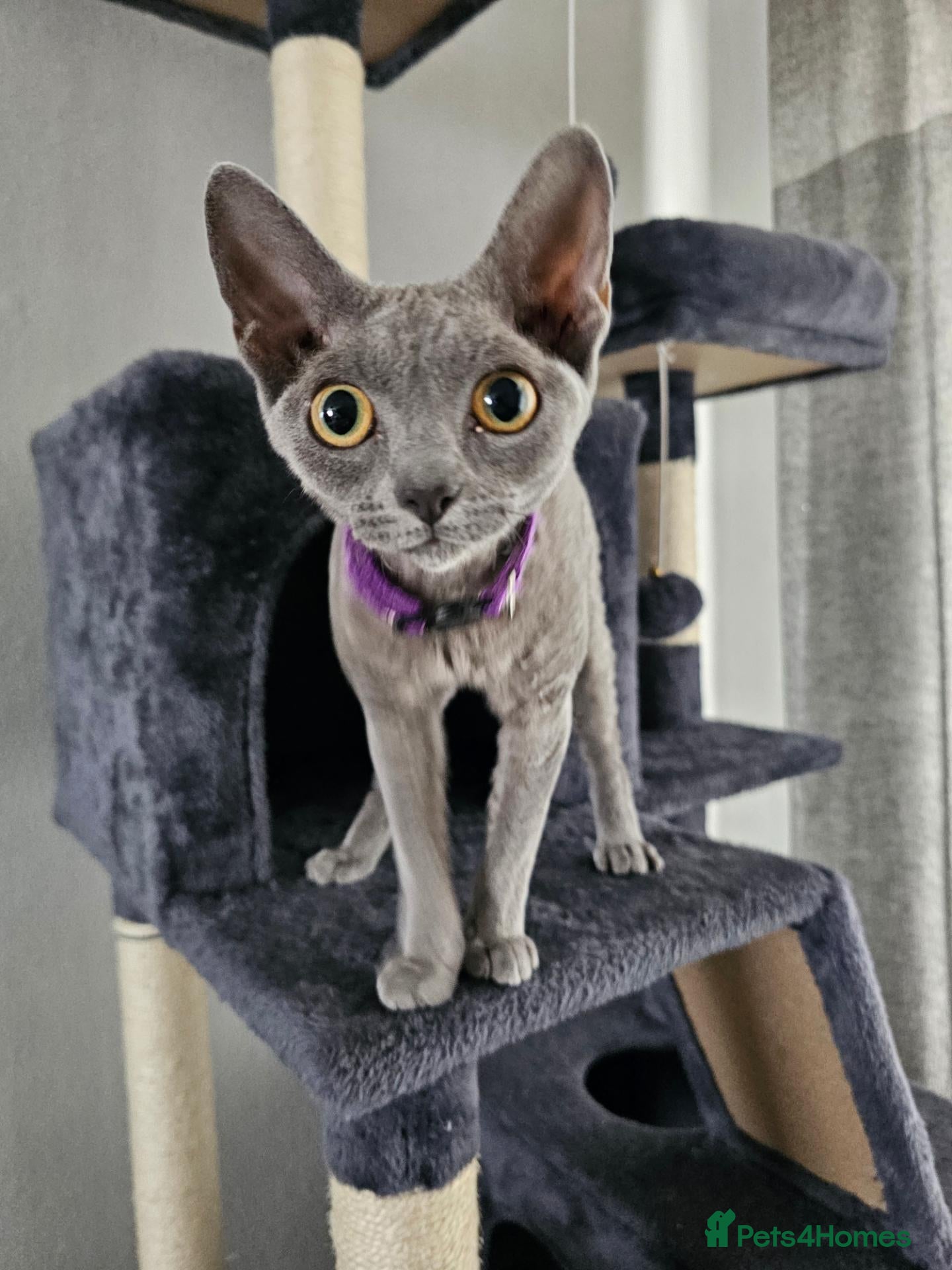 Devon Rex cats 2 Devon rex 6 month old blue females - Advert 2