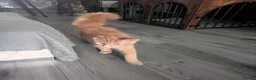 Maine Coon cats for sale: Red Mainecoon  - Advert 8